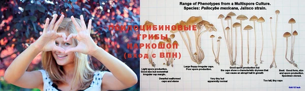 эйфоретик Аркадак